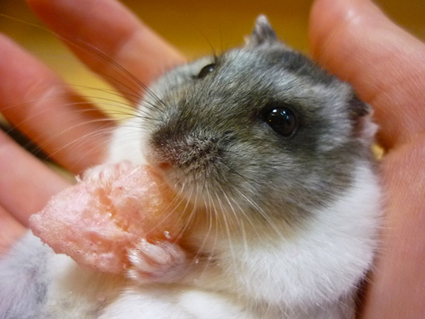 うさぎ・ハムスターも診察